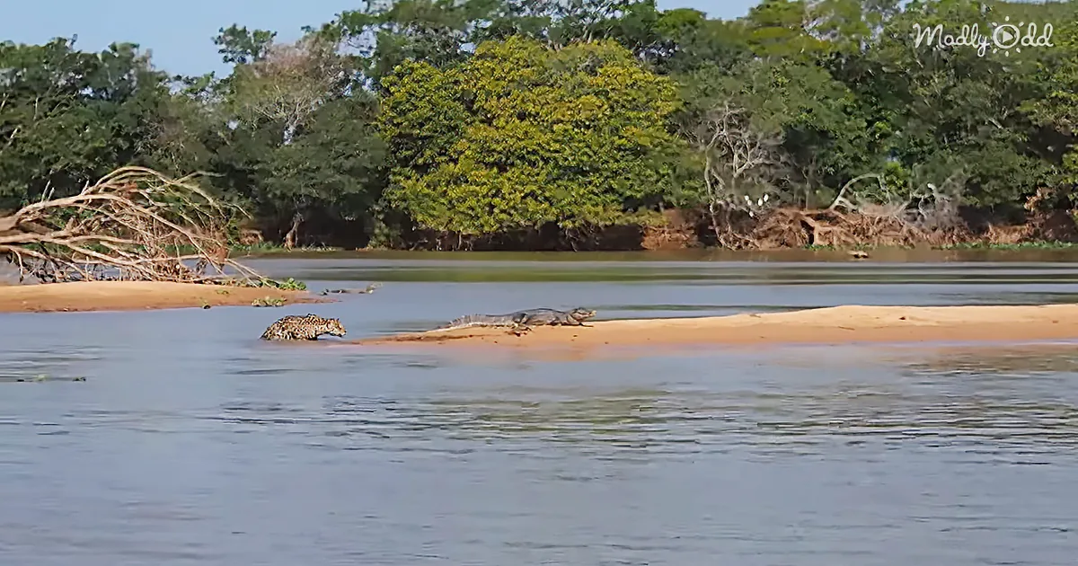 The Dramatic Moment When a Hungry Jaguar Tries to Eat a Crocodile