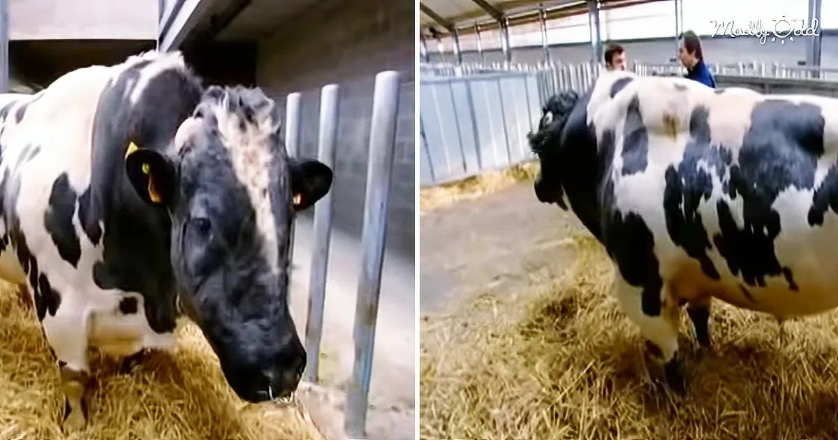 These Gigantic 'Super Cows' Resemble Bovine Body-Builders