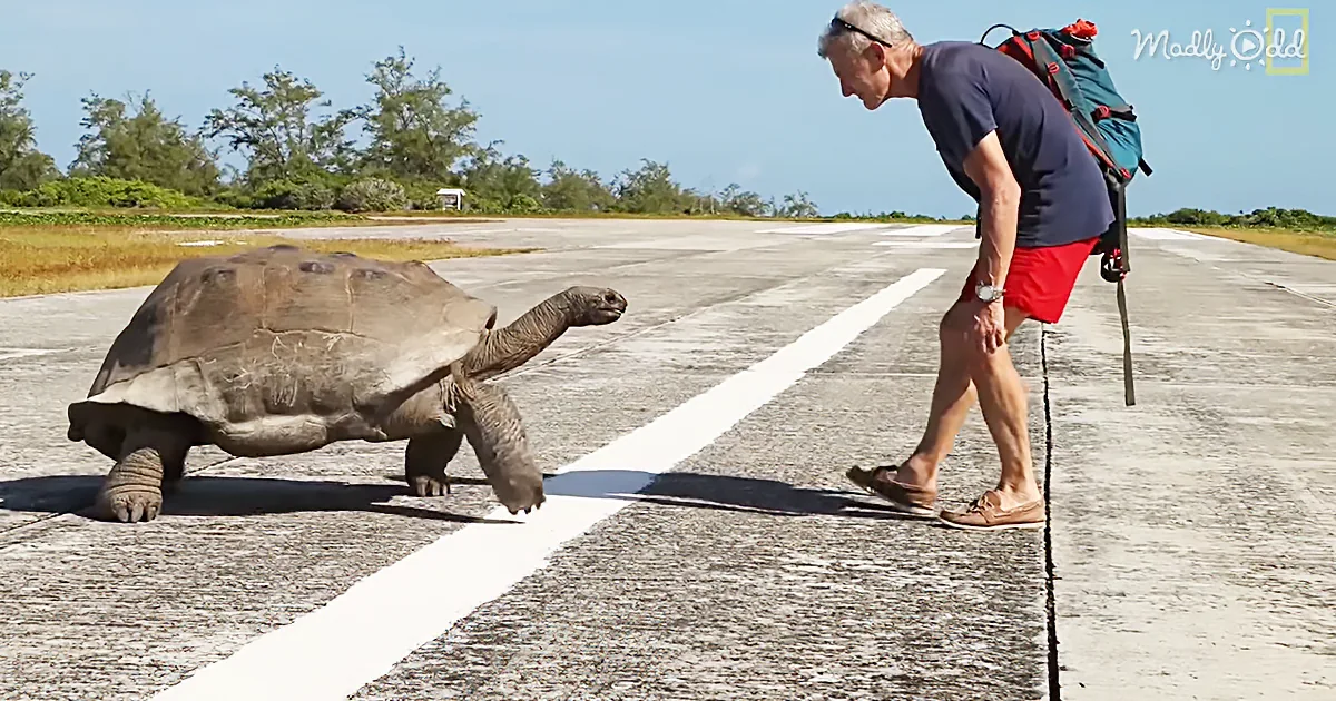 Scientist Interrupts Mating Tortoises, Slowest Chase Ever Ensues