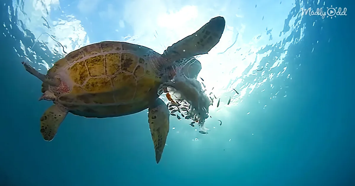 Watch a Giant Sea Turtle Slurp up a Jellyfish Like Spaghetti