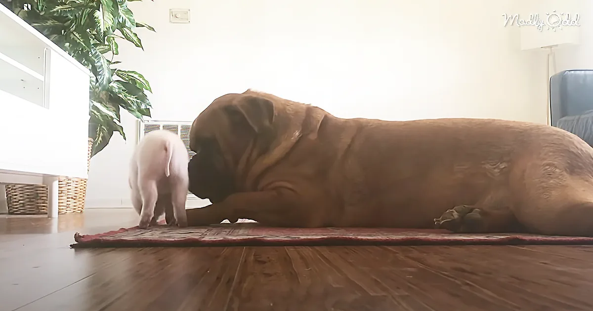 A large brown dog lies on a red rug, sniffing the ground, with a small white piglet nearby.