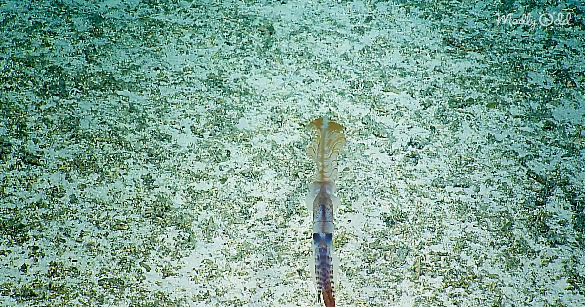 This Is the First Time Ever Anyone Has Seen This Rare Deep Sea Squid