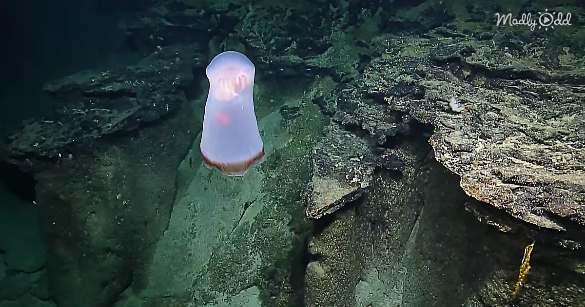 Never Seen Before Deep Sea Ghost Shape-Shifter Gets Horror Movie Reaction From Scientists