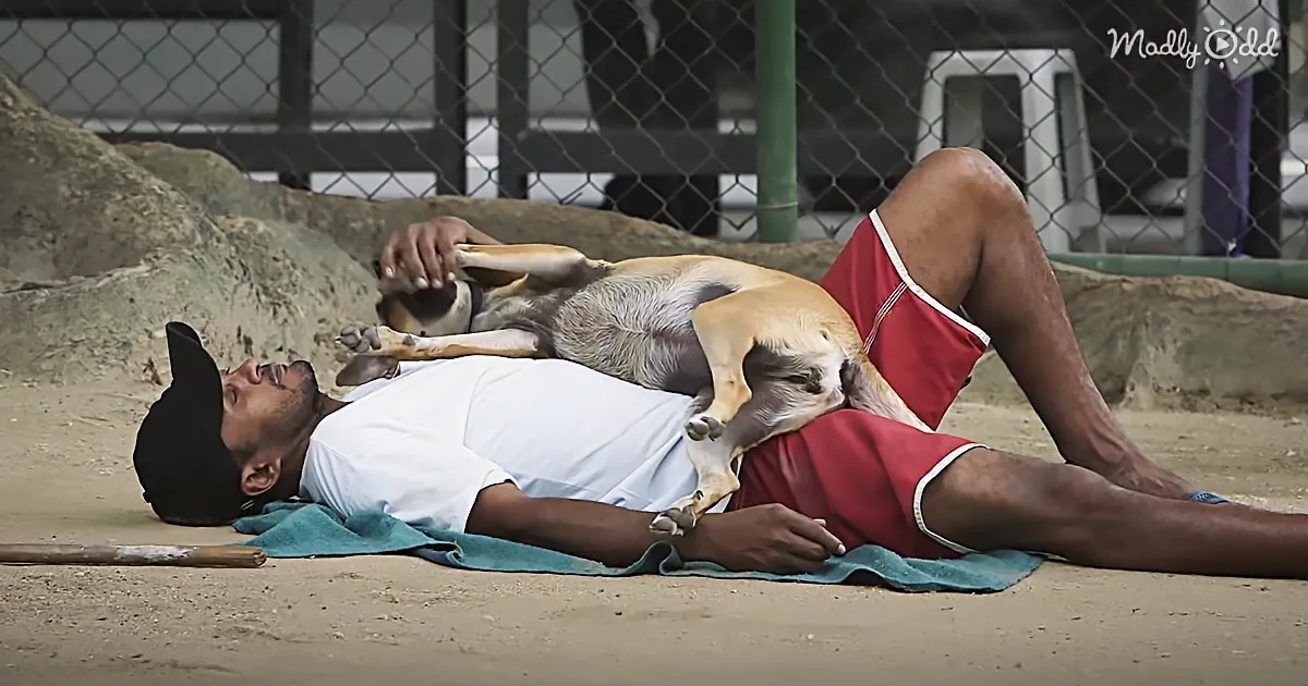This Unique Animal Shelter Start-up Pays Homeless People to Care for Pets