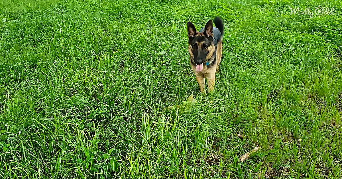 Watch a German Shepherd Show Love to an Unlikely Friend From the Moment He Set His Eyes on the Little Kitty