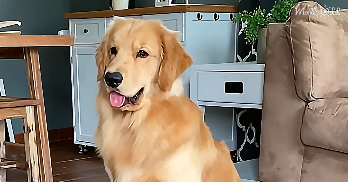 Adorable Golden Retriever Makes Housecleaning a Hilarious Chore