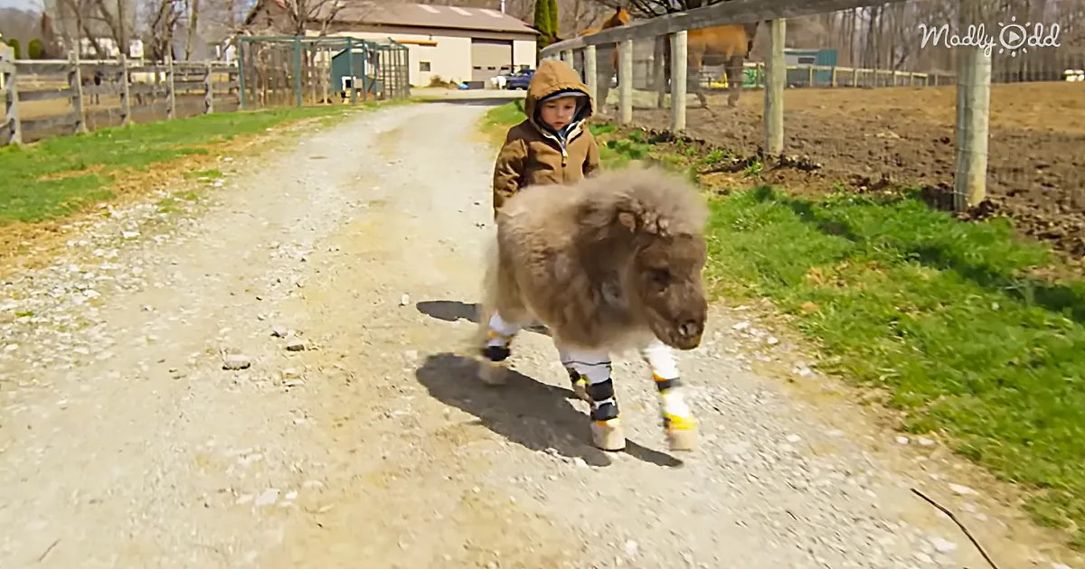 A child in a brown jacket walks a small, fluffy pony with prosthetic legs on a gravel path.