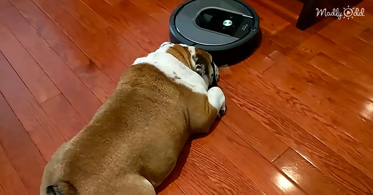Roomba 'Attacks' Sleeping Bulldog. Warning: Extreme Laziness