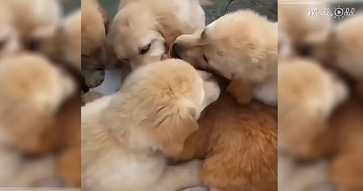 Several fluffy golden retriever puppies are huddled together, snuggling and playing on a soft surface.