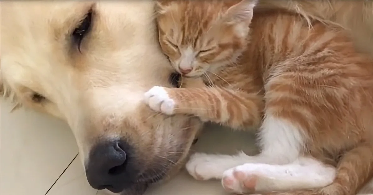 A golden retriever and a ginger cat are cuddling together, both appearing relaxed and content.
