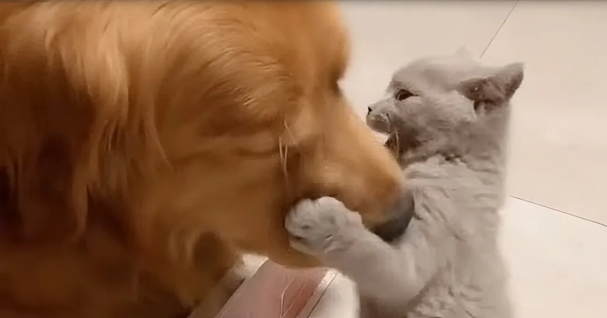 A golden retriever gently nuzzles a gray cat, both appearing calm and affectionate.