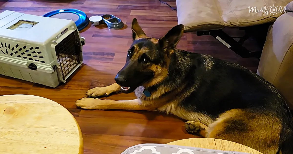 How a Gentle German Shepherd and a Little Orange Kitten Became Best Friends
