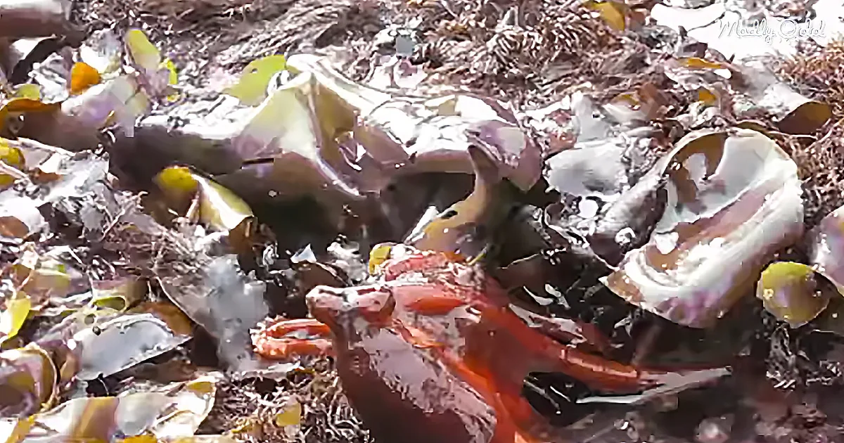 A crab with bright orange claws is partially hidden among dried leaves and twigs on the ground.