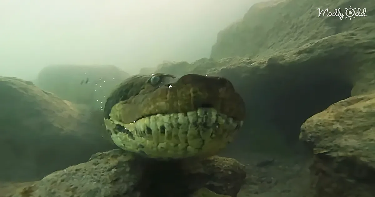 Diver Runs Into 23-Foot Giant Snake While Underwater in Brazil