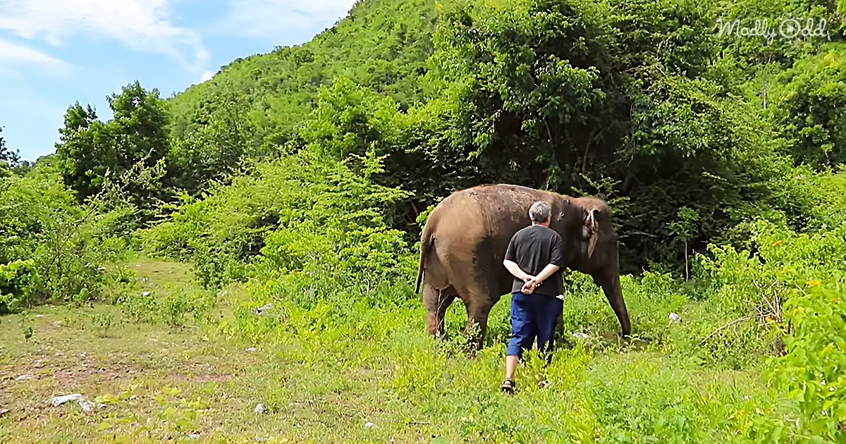 Incredible Moment When a Blind Elephant Dances and Sways to Classical Piano Music in the Wild