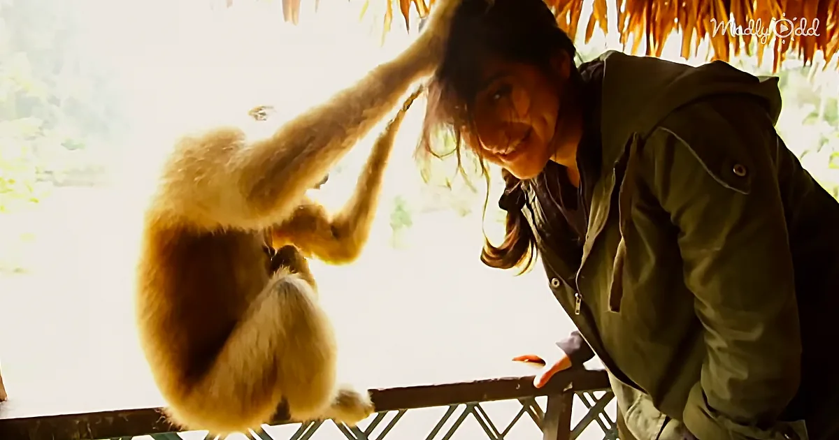A person in a green jacket interacts with a light brown monkey on a wooden structure.