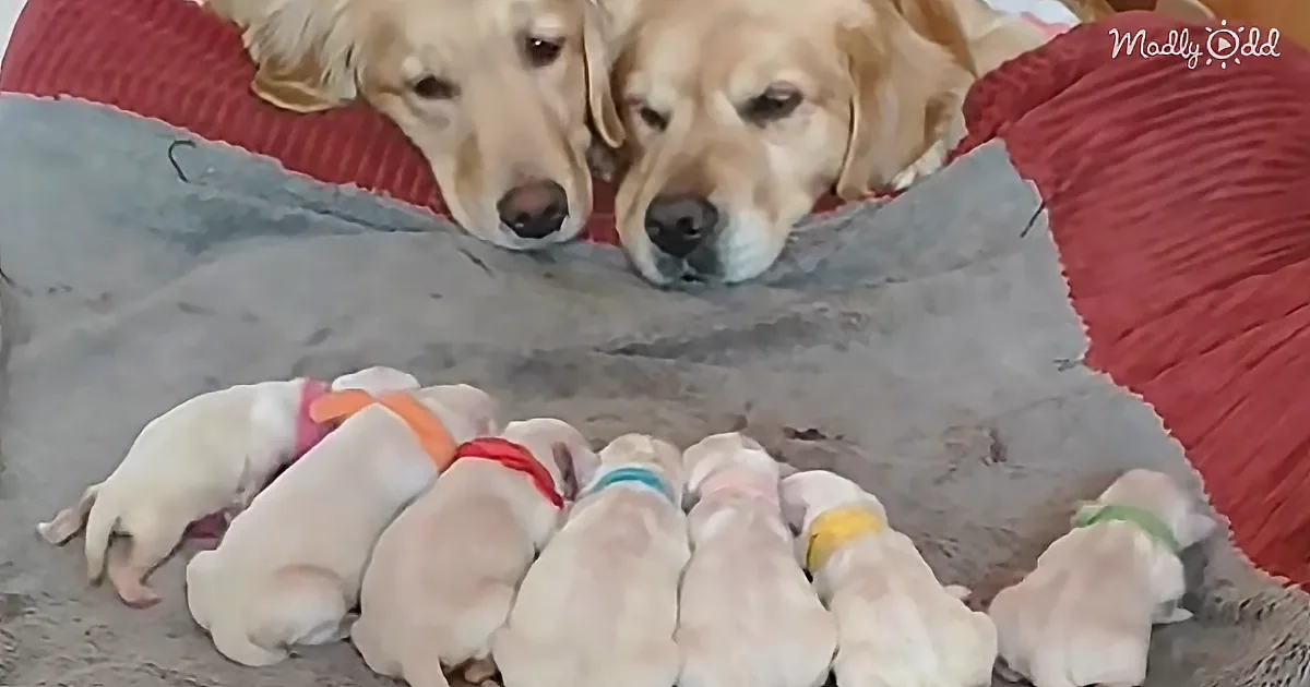 Two golden retrievers rest above a group of puppies wearing colorful bands, all on a cozy blanket.