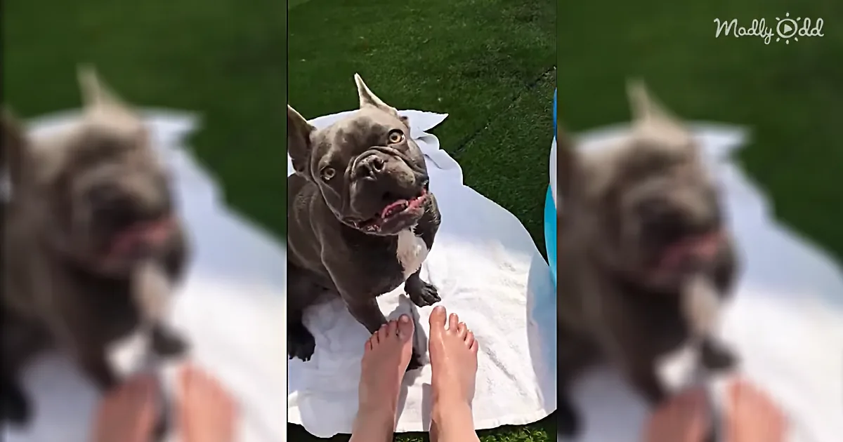 Crazy Excited French Bulldog Goes Bonkers His New Kiddie Pool
