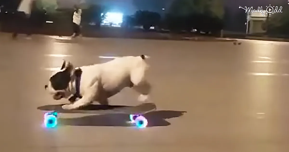 A French Bulldog is skateboarding on a light-up skateboard at night.