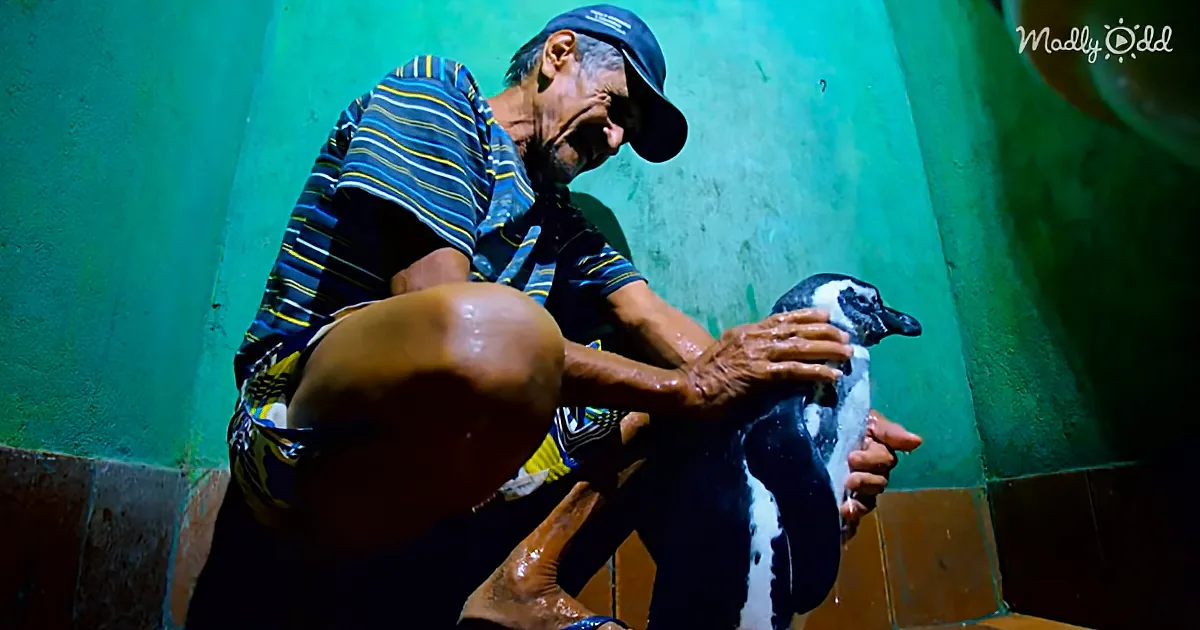Jinjing the Penguin Swims 5,000 Miles Every Year to Visit the Man Who Saved Him