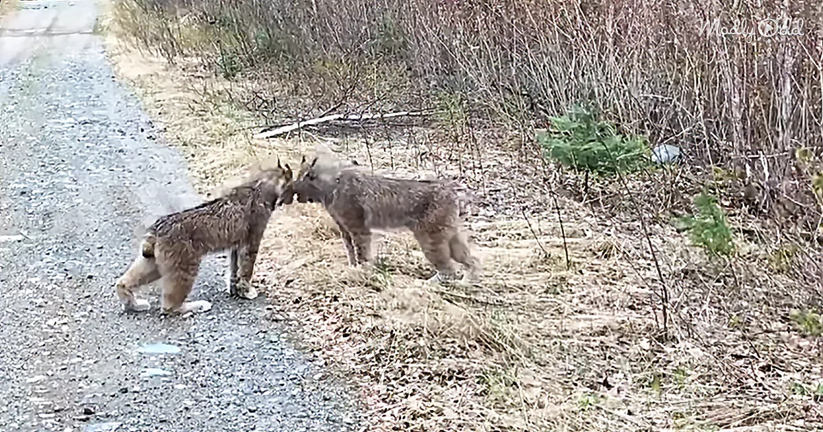 Two bobcats are nose-to-nose on a gravel path near dry grass and shrubs.