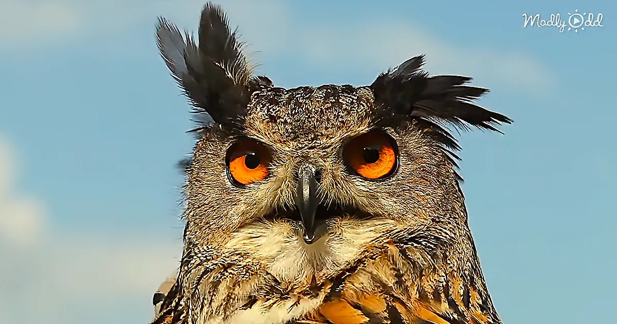 A majestic owl with striking orange eyes and a sharp beak stands against a clear blue sky.