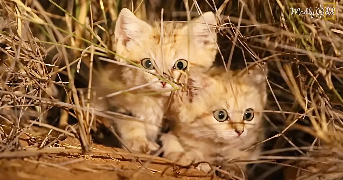 First-Ever Video of Adorable Sand Kittens Recorded in Their Natural Habitat