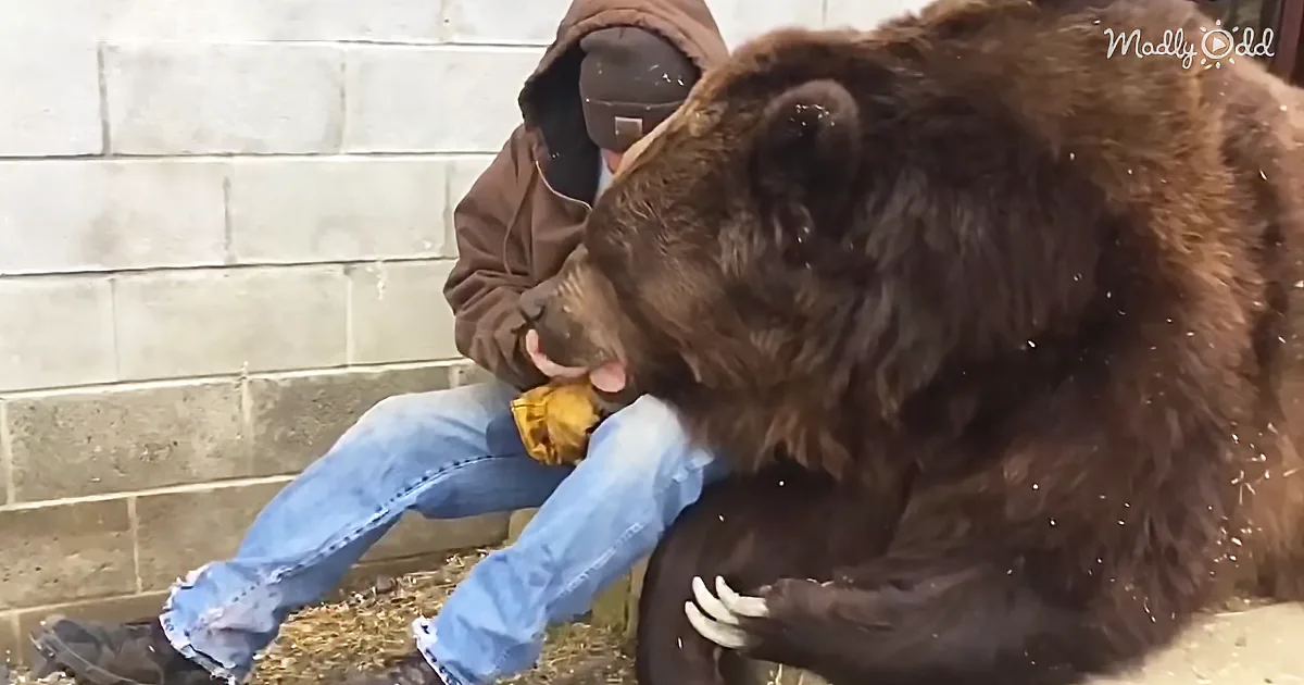 Even Giant Bears Need Hugs, Too