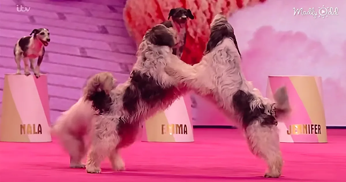 '11-Year-Old Girl Trains Pack of Dogs to Wow Judges on 'Got Talent: Champions'
