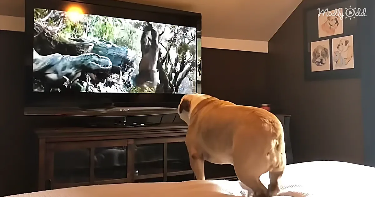 Khaleesi the Brave Bulldog Tries to Protect Actress in a Movie She's Watching