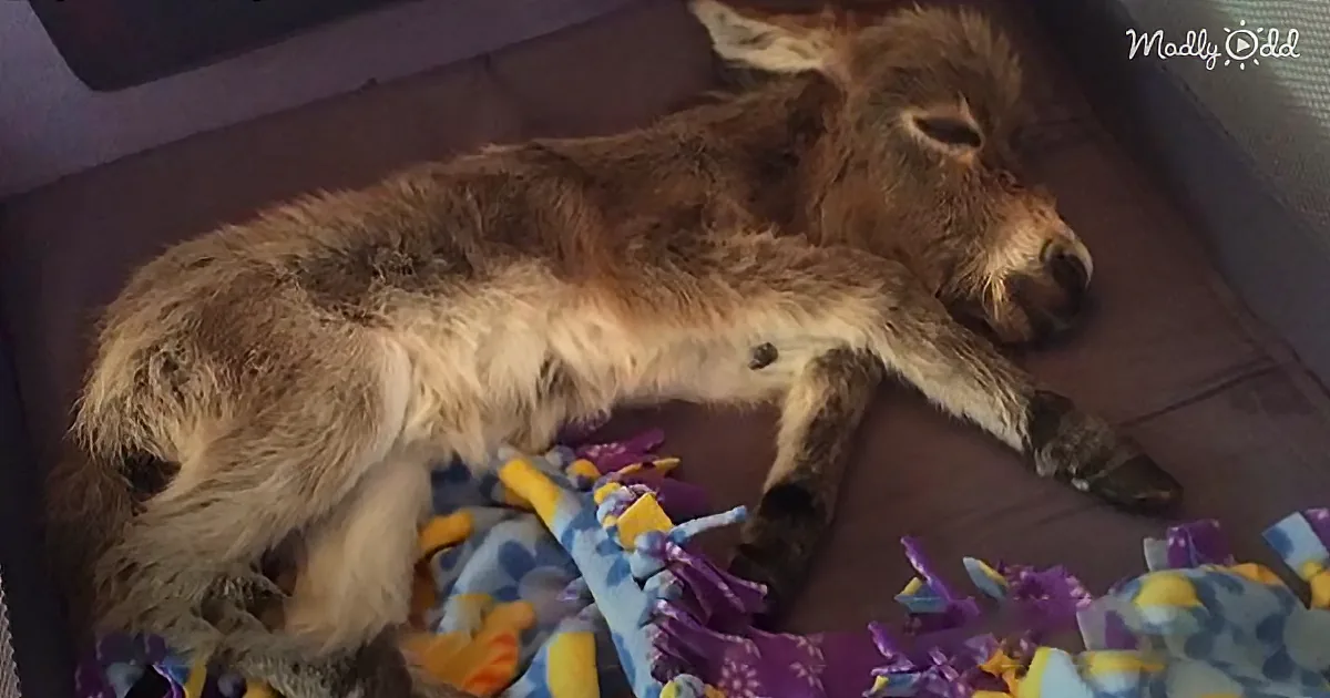 Adorable Little Donkey Named Tiny Tim Thinks He's Actually a Dog