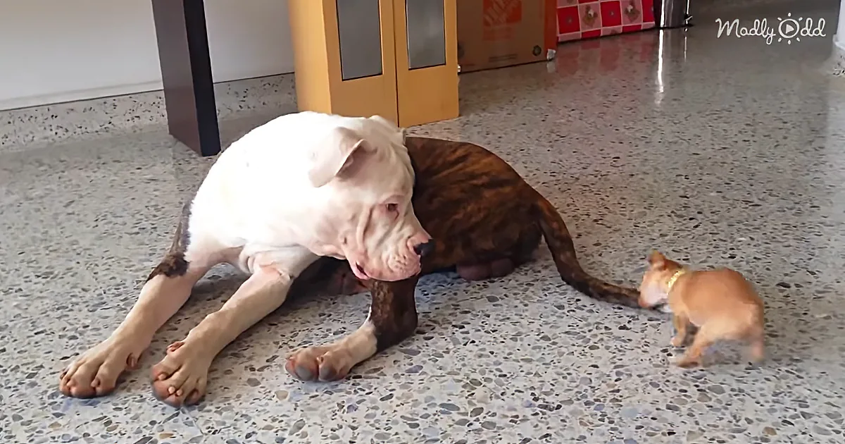 Teeny-Tiny Chihuahua Puppy Teases Huge Bulldog and Melts Our Hearts