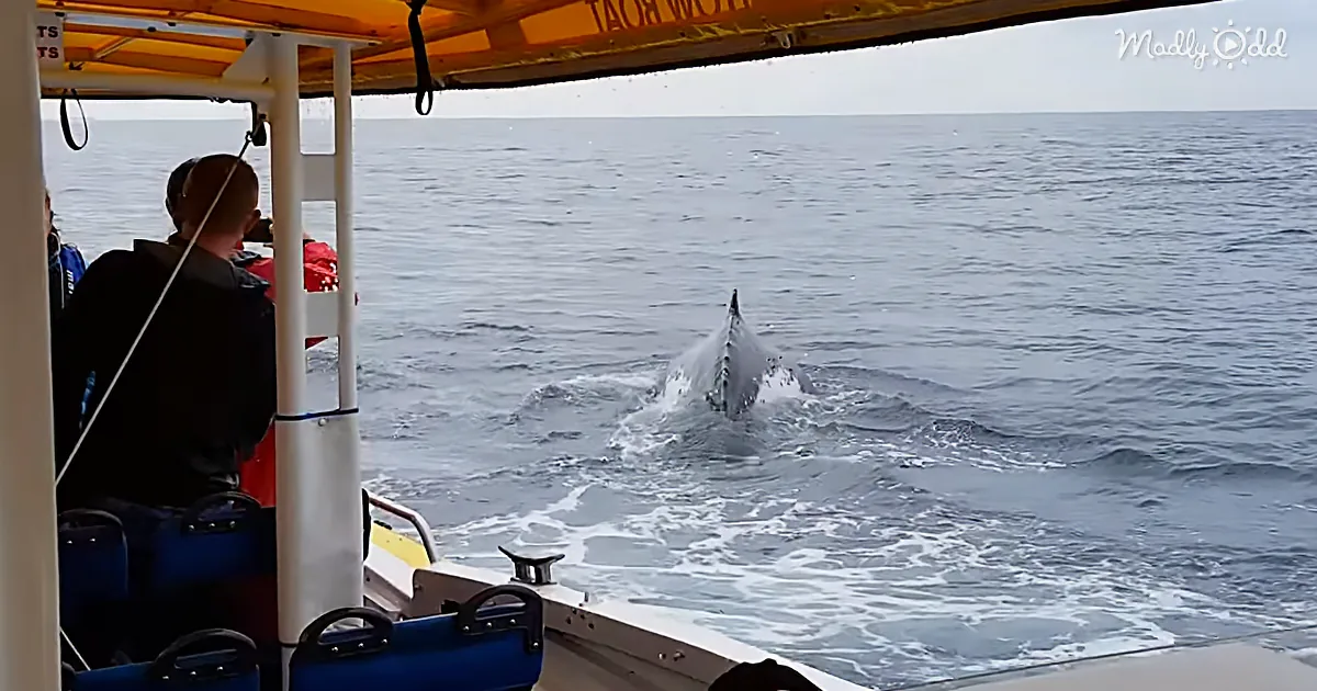 Humpback Whale Breaches (Almost) Too Close for Comfort for Tour Boat