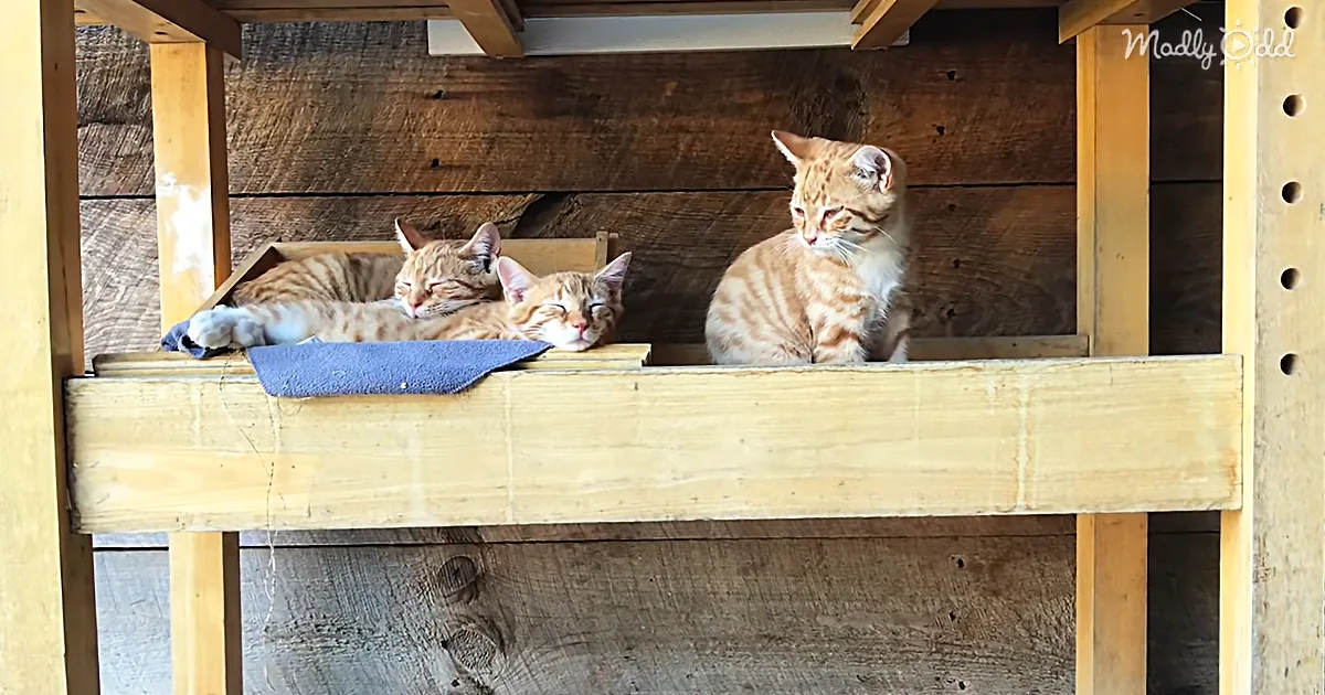 Adorable Friendship Blooms Between Newborn Goat and Three Barn Kittens