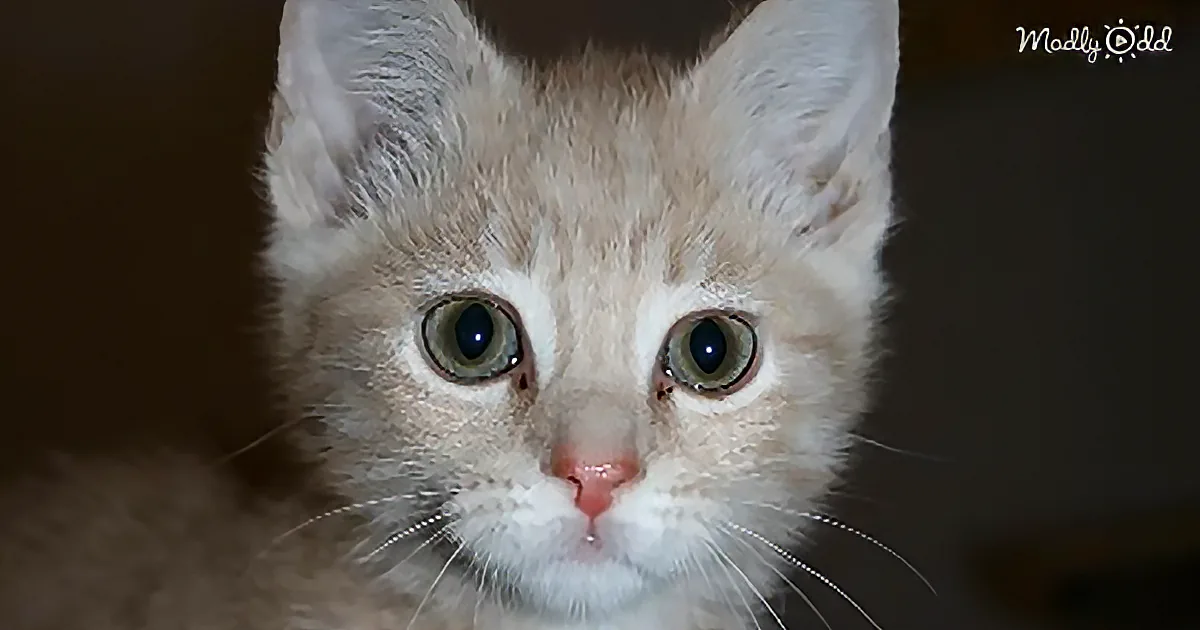 Bengal Cat Meets New Adorable Kitten Family Member for the First Time