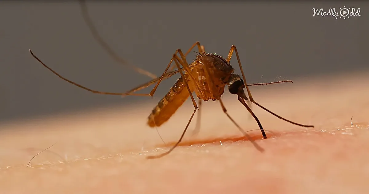 Close up: How Mosquitoes Use Six Needles to Suck Your Blood