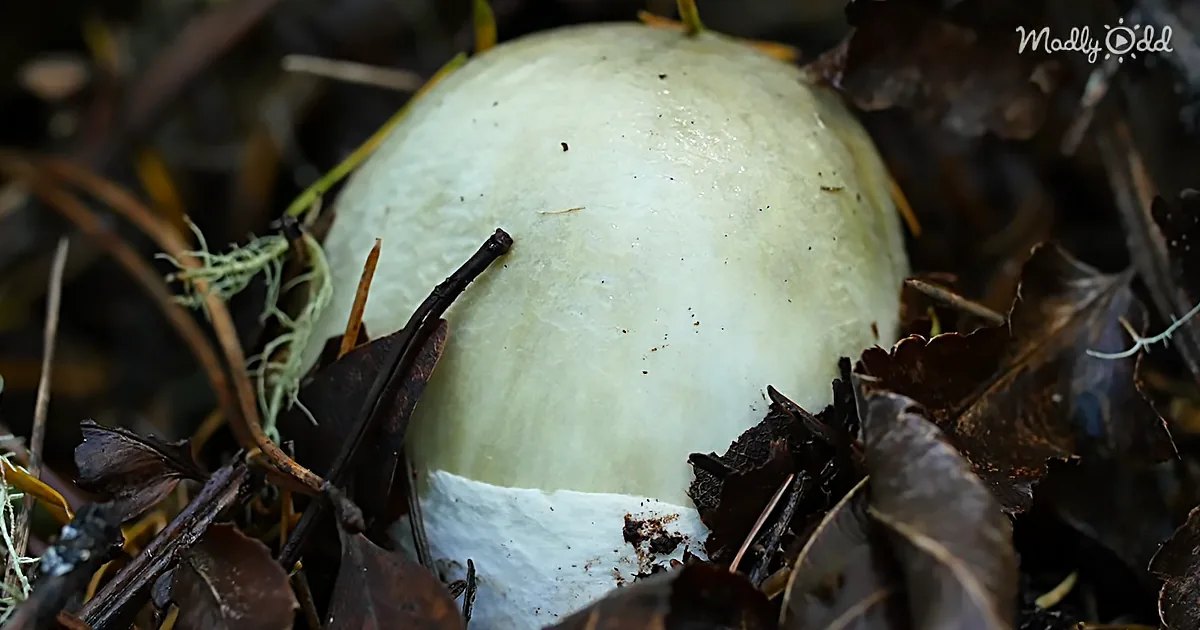 Deadly Mushroom Lurking Nearby Starts Killing You Before You Even Realize It