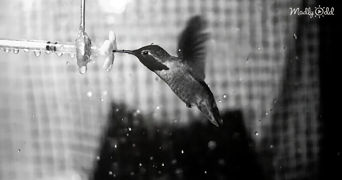 How Would a Tiny Hummingbird (Weighing Less Than a Nickel) Fare in a Wind Tunnel?