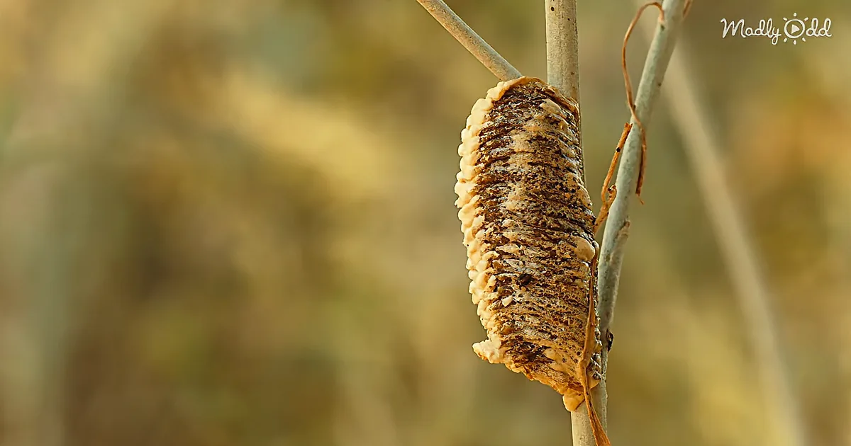 A dried, textured insect case hangs from a thin branch, blending into the blurred background.