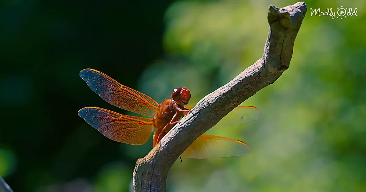 A Baby Dragonfly''s Mouth in 4k Ultra-Hd Will Give You Nightmares