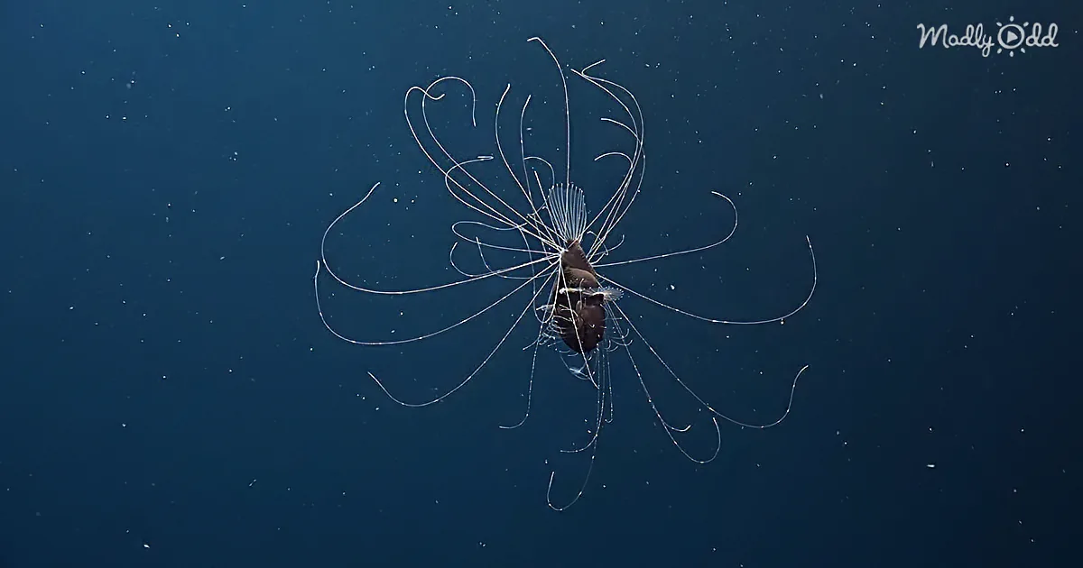 First-Ever Footage Captures the Frightening Mating Ritual of the Fanfin Anglerfish