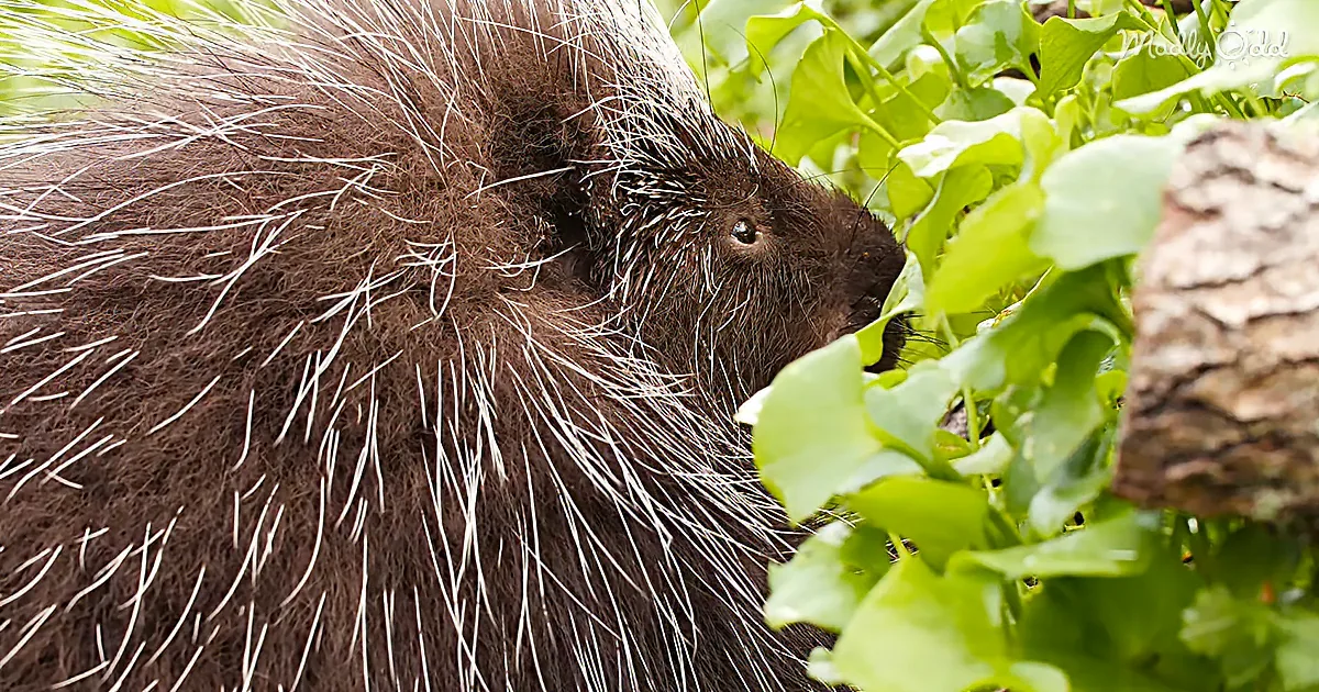 This Adorable Porcupine Will Give You 30,000 Reasons to Think Again