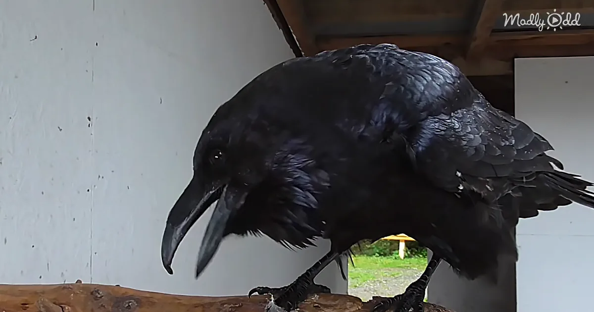 A black crow with glossy feathers perches on a wooden surface, looking downward.