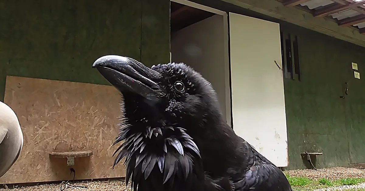 A black crow with a large beak stands in front of a green wall with a door and some wooden structures.