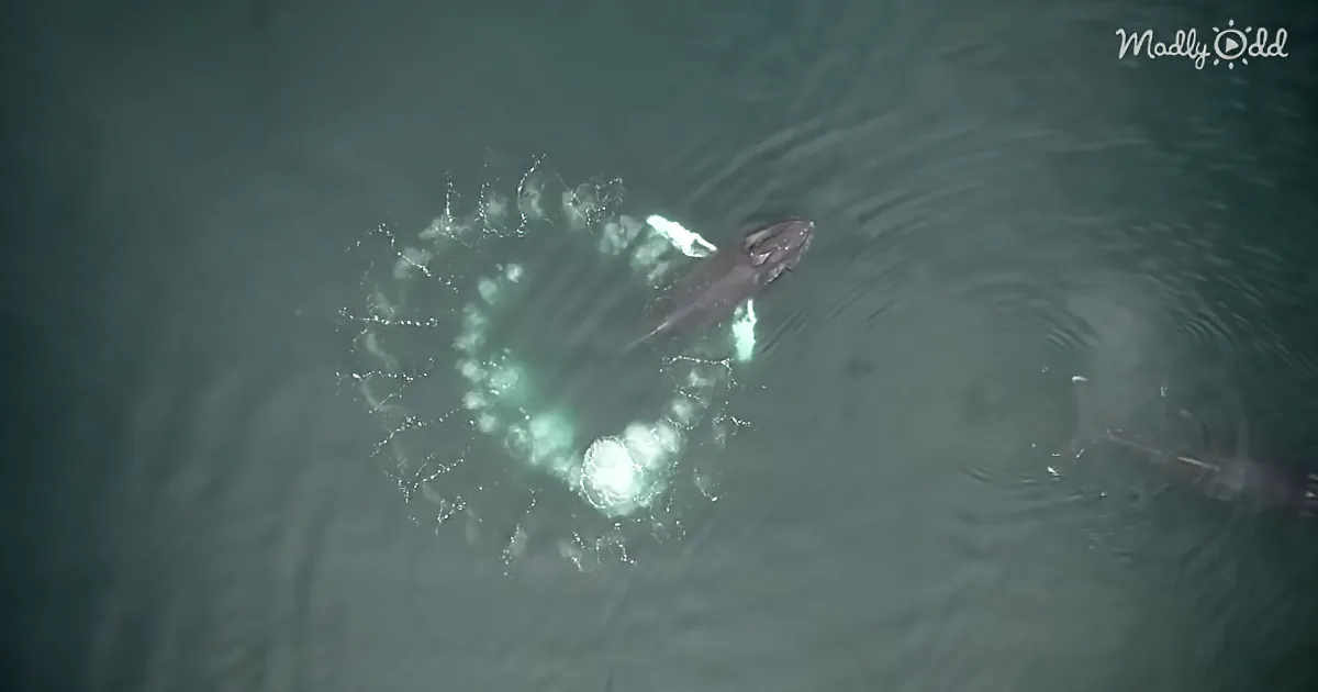 Incredibly Rare Drone Footage Shows Whales Using Bubble ''Nets'' to Hunt