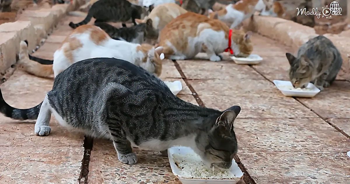 Man Risks His Life in War-Ravaged Syria to Care for Over 200 Abandoned Cats