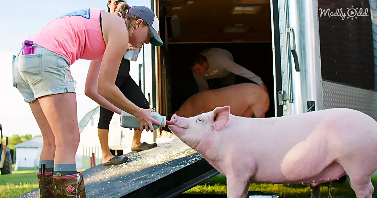 A woman feeds a piglet from a bottle while another person assists inside a trailer.