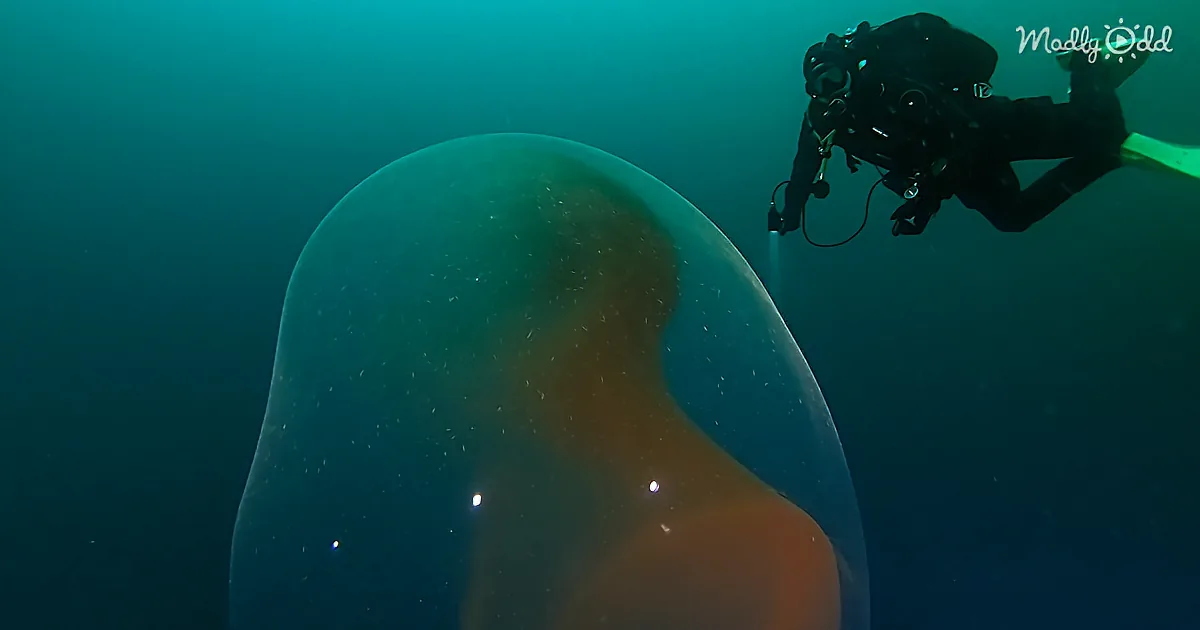 Divers Exploring Sunken Ship Unexpectedly Encounter Giant Egg Sac Full of Baby Squid