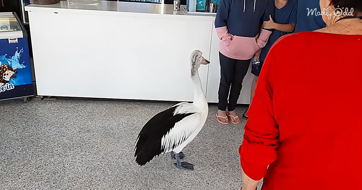 Pelican Waits Patiently in Line for Fish & Chips