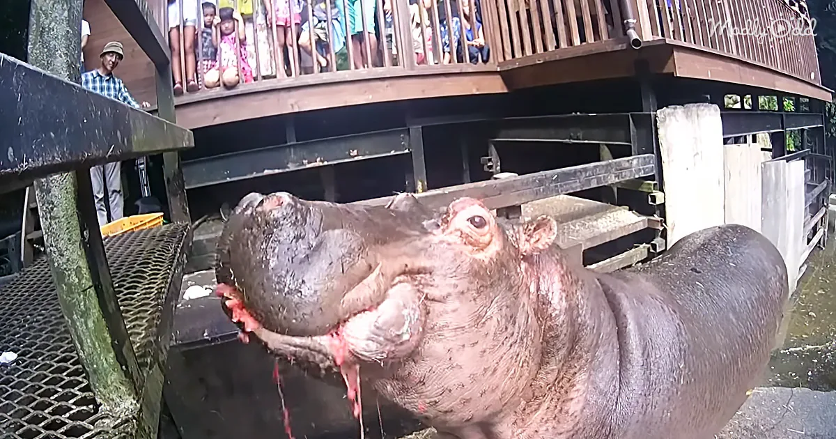 A hippopotamus with its mouth open, showing its teeth, stands near a wooden platform with spectators watching.